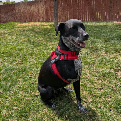 Premium non slip dog leash